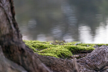 moss covering the root base of a tree