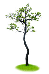 Green tree isolated on white background