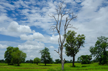 Green tree with cloud and sky outdoor