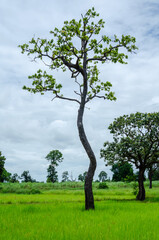 Green tree with cloud and sky outdoor