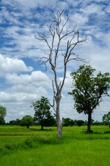 Obraz premium Green tree with cloud and sky outdoor