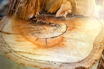 Eucalyptus stump after cutting with soft warm light