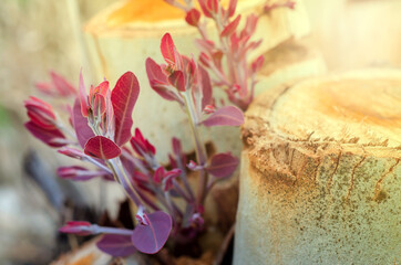Young eucalyptus sprout from stump after cutting with soft warm light