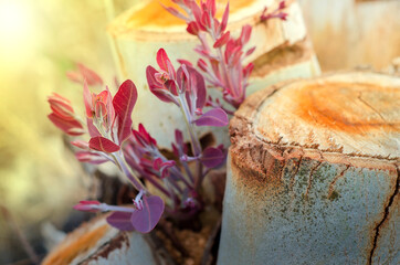 Young eucalyptus sprout from stump after cutting with soft warm light