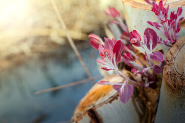 Young eucalyptus sprout from stump after cutting with soft warm light