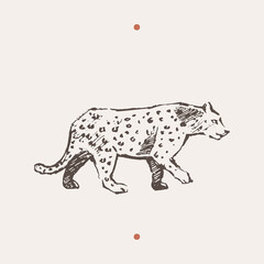 Realistic illustration of leopard. Drawn a vector
