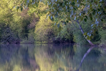 sunlight streaming through green trees reflecting in a lake