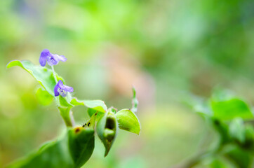 Closeup small purple flower of green grass in nature field