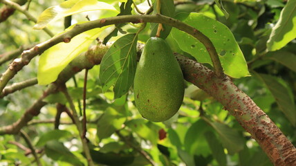 avocado fruit on tree fresh at HMT factory Bangalore
Health green texture