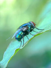 macro of green bottle fly extending it's hairy tongue

