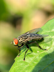 macro of green bottle fly extending it's hairy tongue

