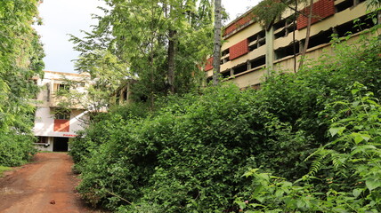abandoned HMT factory at Bangalore now with full of trees nature show it's power 
