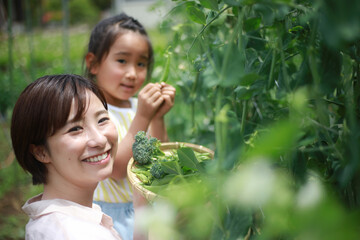 	野菜の収穫　イメージ