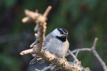 Close up of a Mountain Chickadee