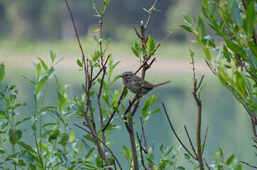 Small Sparrow in a Tree
