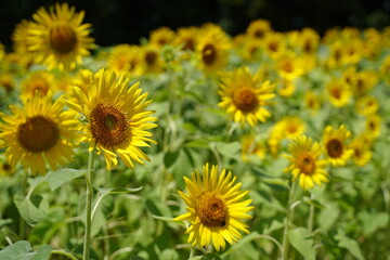 Many sunflowers are blooming under the blue sky in Japan in 2021.