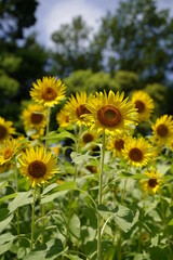 Obraz premium Many sunflowers are blooming under the blue sky in Japan in 2021.