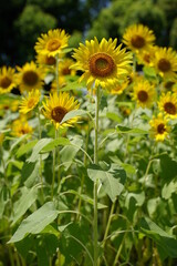 Fototapeta premium Many sunflowers are blooming under the blue sky in Japan in 2021.