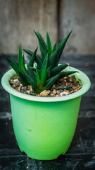 Beautiful green Haworthia, succulent plant