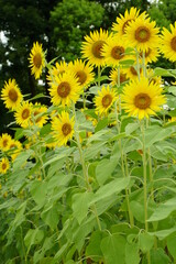 Many sunflowers are blooming under the blue sky in Japan in 2021.