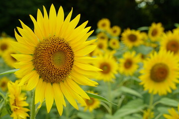 Many sunflowers are blooming under the blue sky in Japan in 2021.