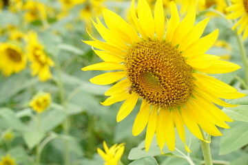 Naklejka premium Many sunflowers are blooming under the blue sky in Japan in 2021.