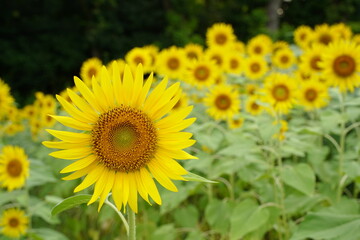 Many sunflowers are blooming under the blue sky in Japan in 2021.