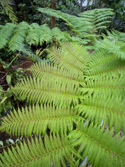 熱帯性の大型シダ
