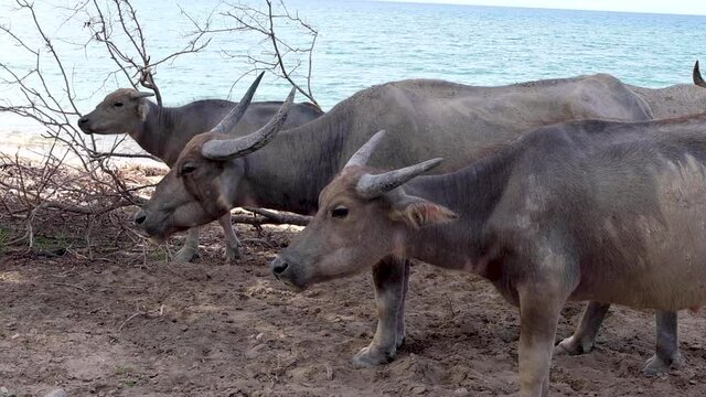 Herd of domestic Asian horned water buffalo grazing, chewing and eating on the coast in South East Asia, close up and pan to right