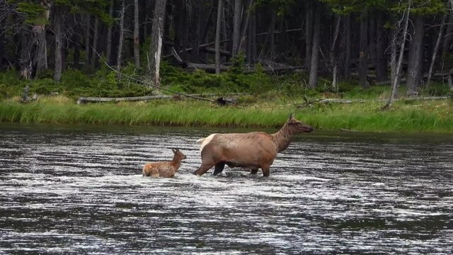 Elk and Baby Crossing the River in Spring in the American West Beside a Green Forest