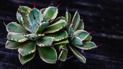 Beautiful clump of Agave kishokan with wooden background