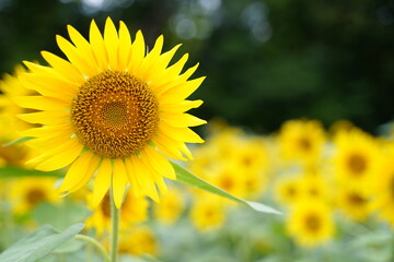 Many sunflowers are blooming under the blue sky in Japan in 2021.