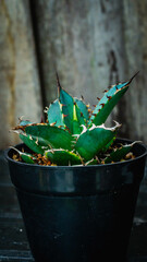 Detail look of Agave titanota banana pell