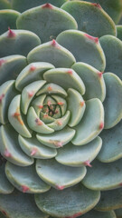 Fototapeta premium Detail of Echeveria, beautiful succulent plant