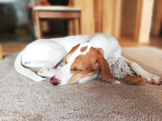 リビングで昼寝する犬