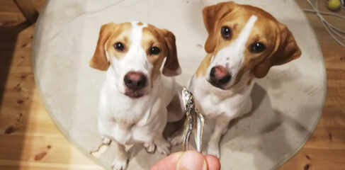 手に持った煮干しを見上げる2匹の犬