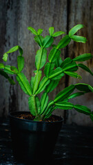 Detail look of Christmas cactus on wooden background