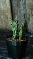 Beautiful Huernia plant with wooden background