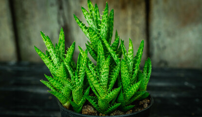 Beautiful clump of Aloe juvenna with wooden background