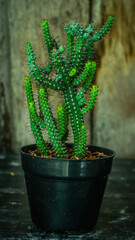 Beautiful Euphorbia plant with wooden background