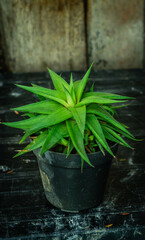 Beautiful green Haworthia plant with wooden background