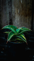 closeup of variegated sansevieria plant potted on black plastic planter