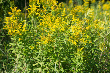 Solidago canadensis,  Canada goldenrod  yellow flowers closeup selective focus