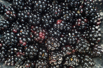 wild blackberries berries in colander closeup selective focus