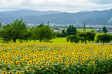 里山のガーデンに一面に咲く向日葵