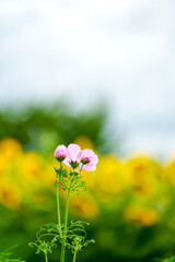 Obraz premium 向日葵畑を見つめるように佇む一輪の秋桜