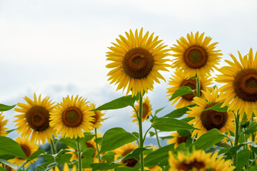 曇り空に映える向日葵