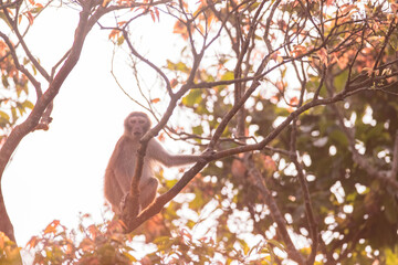 A red face monkey in the forest - Powered by Adobe