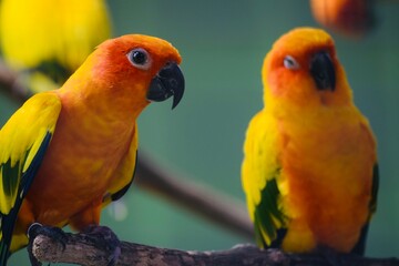 two parrots on a branch