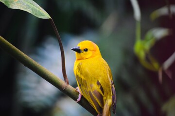 yellow bird in the woods